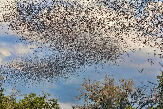 Bat 'cloud' near the Bracken Cave