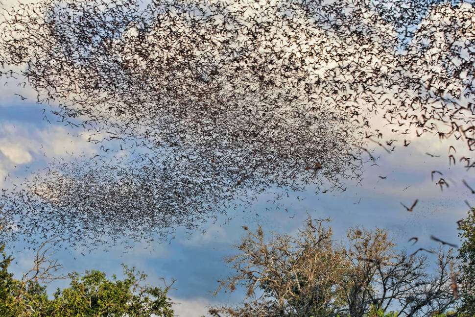 Bat 'cloud' near the Bracken Cave
