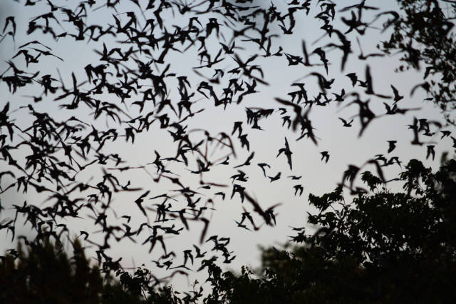 Bat Watching in Texas - Best Time