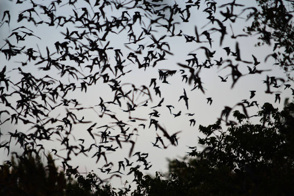 Bat Watching in Texas - Best Time