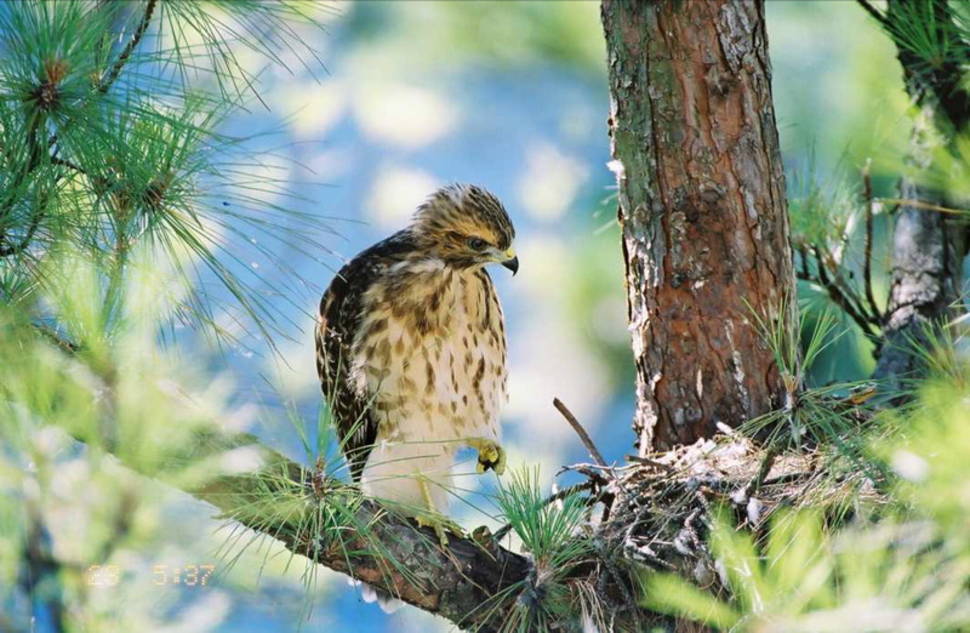Red-Shouldered Hawk