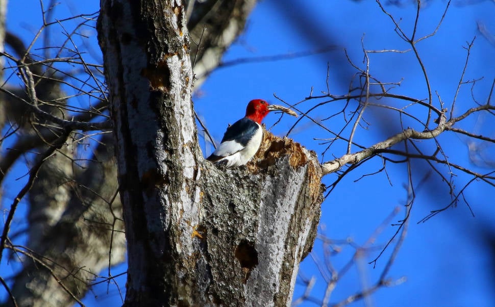 Red Headed Woodpecker