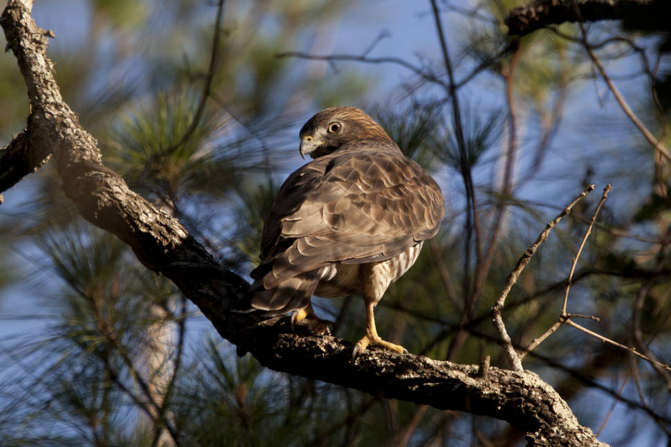 Falcon