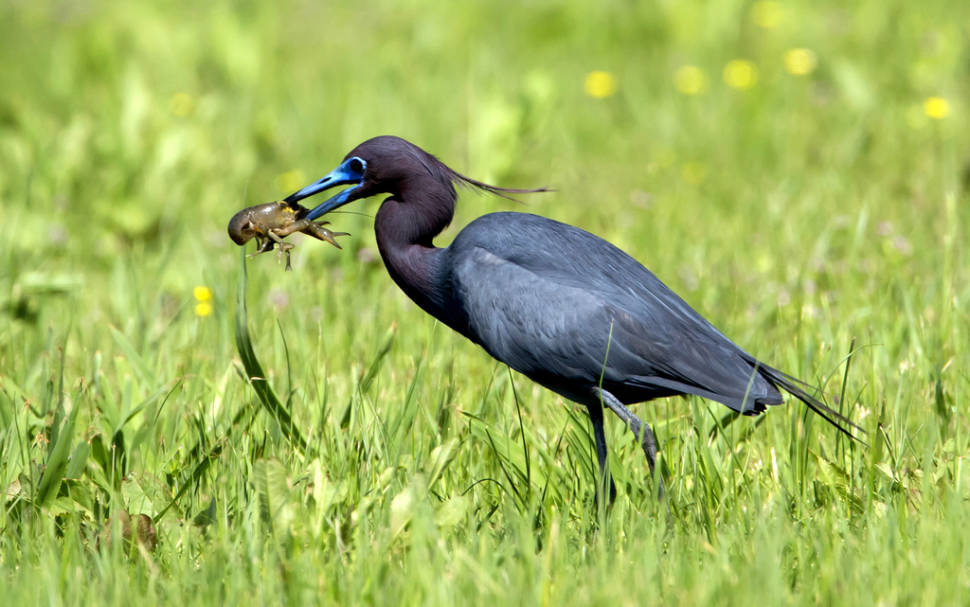 Blue Heron