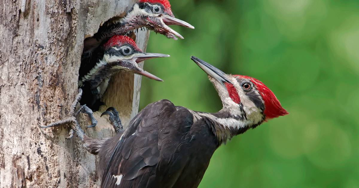 Birdwatching in Texas - Best Time