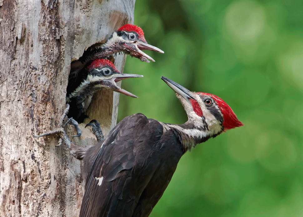 Birdwatching in Texas - Best Time