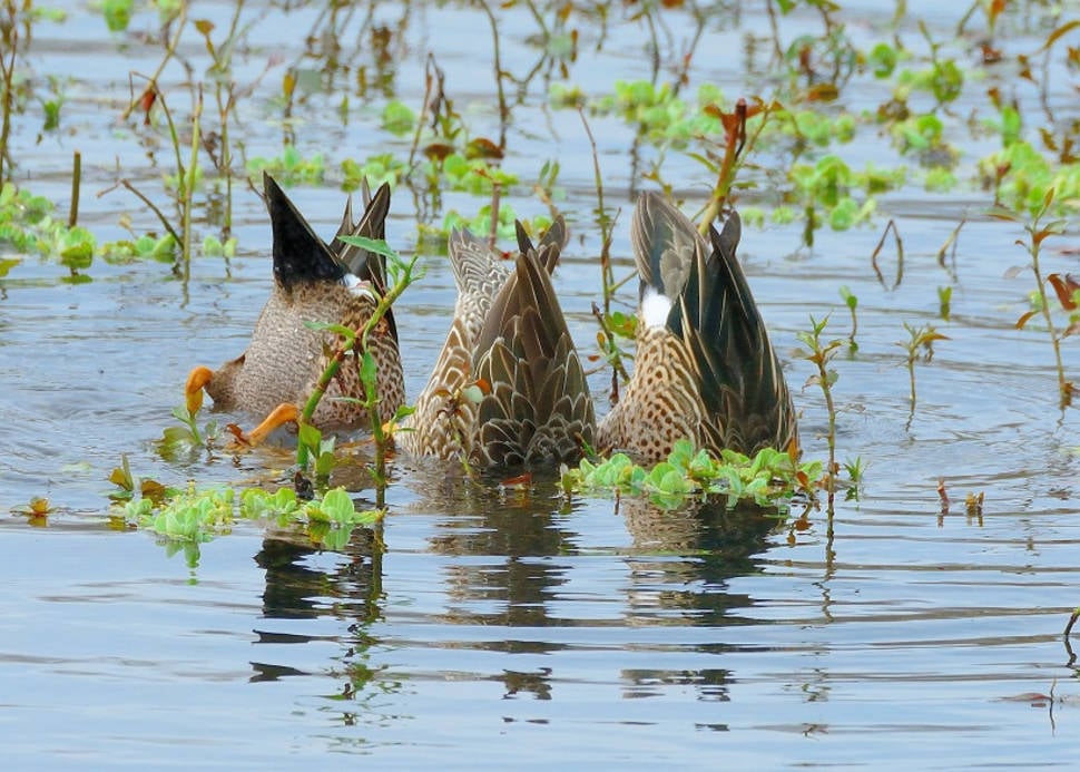 Blue-Winged Teals