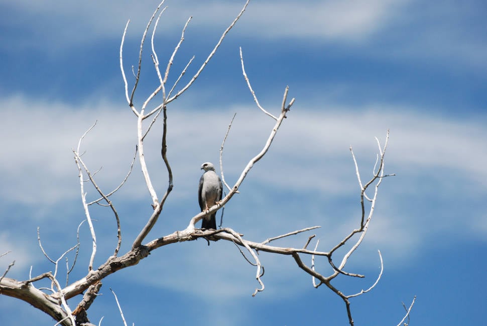 Mississippi Kite