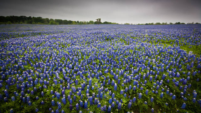 Bluebonnets just south of Dallas