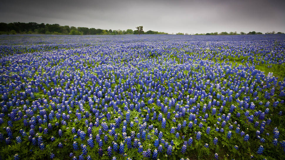 Bluebonnets just south of Dallas