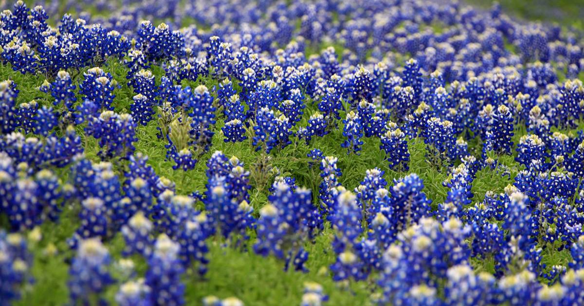 Best Time To See Bluebonnets Bloom In Texas 2019 When And Where To See