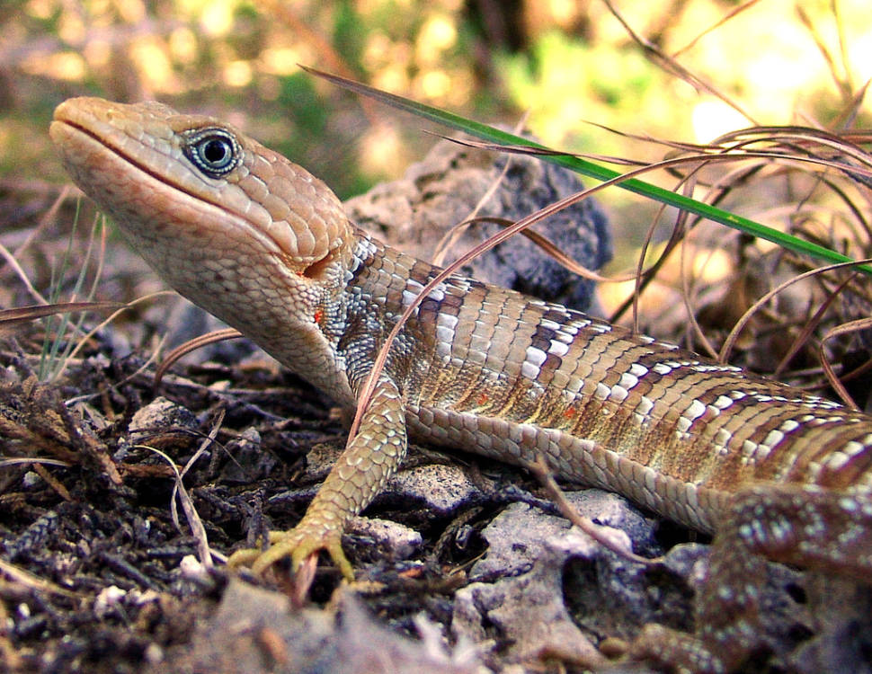 Texas Alligator Lizard
