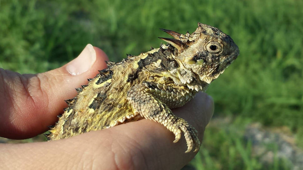 Lizards in Texas - Best Time