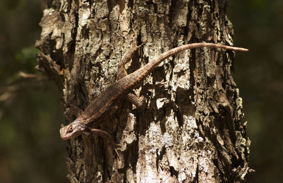 Texas Spiny Lizard