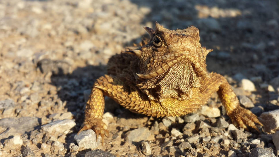 Texas Horned Lizard