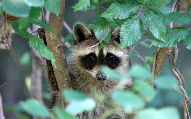Juvenile raccoon