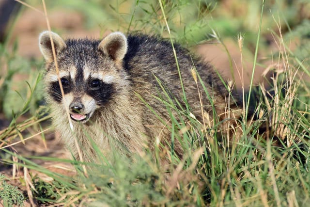 Raccoon in Texas - Best Season