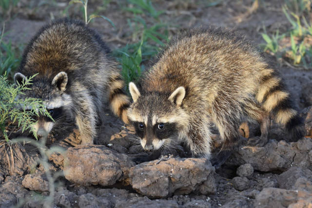 Raccoon in Texas - Best Time