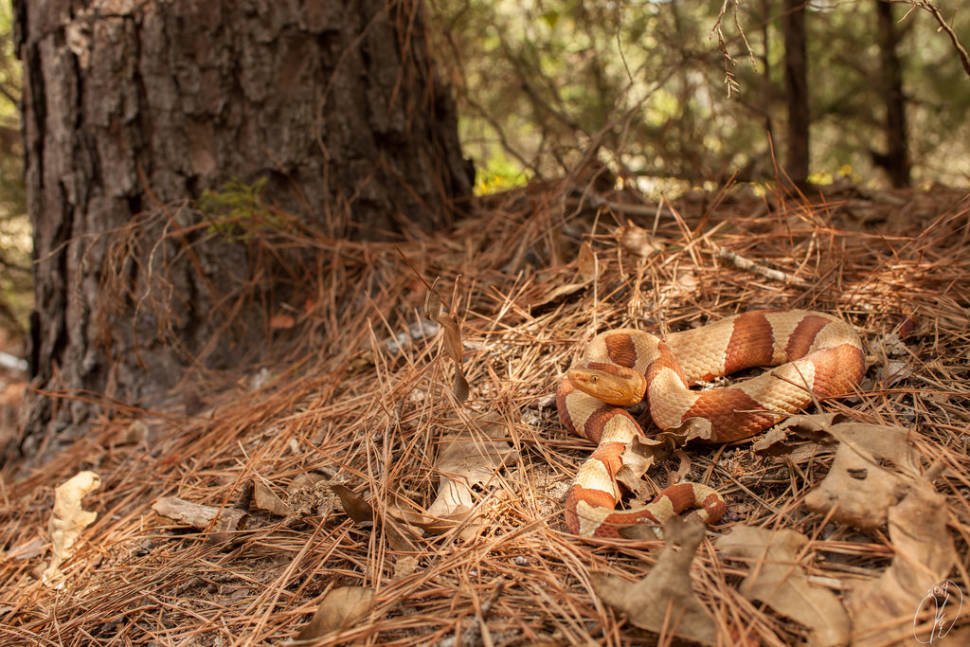 Broad-banded Copperhead
