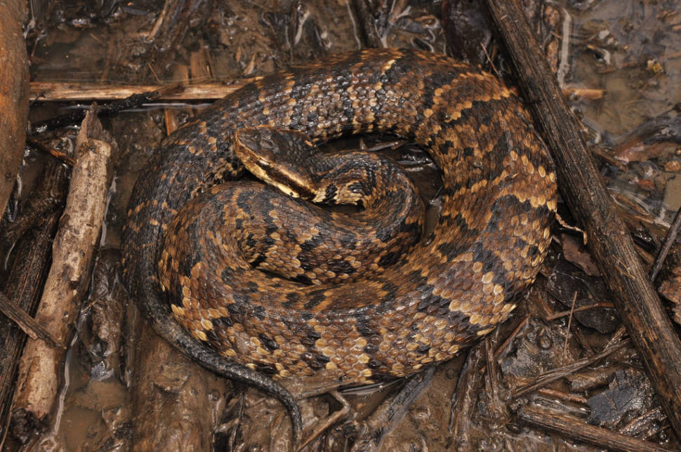 Western Cottonmouth