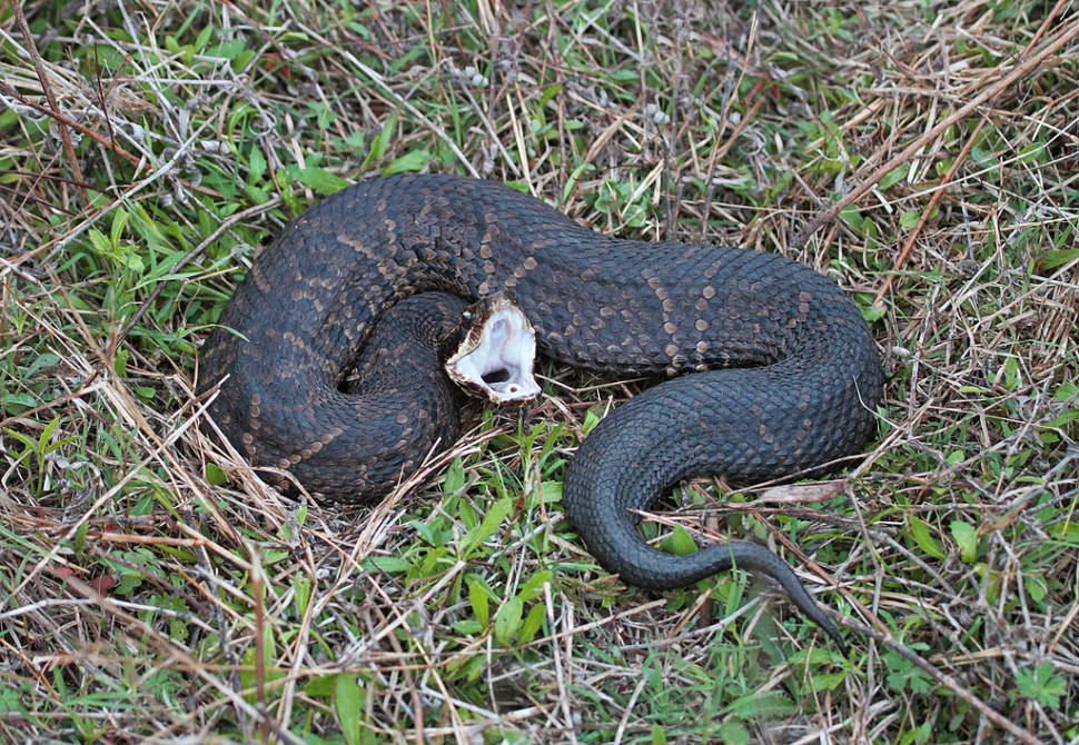 Cottonmouth