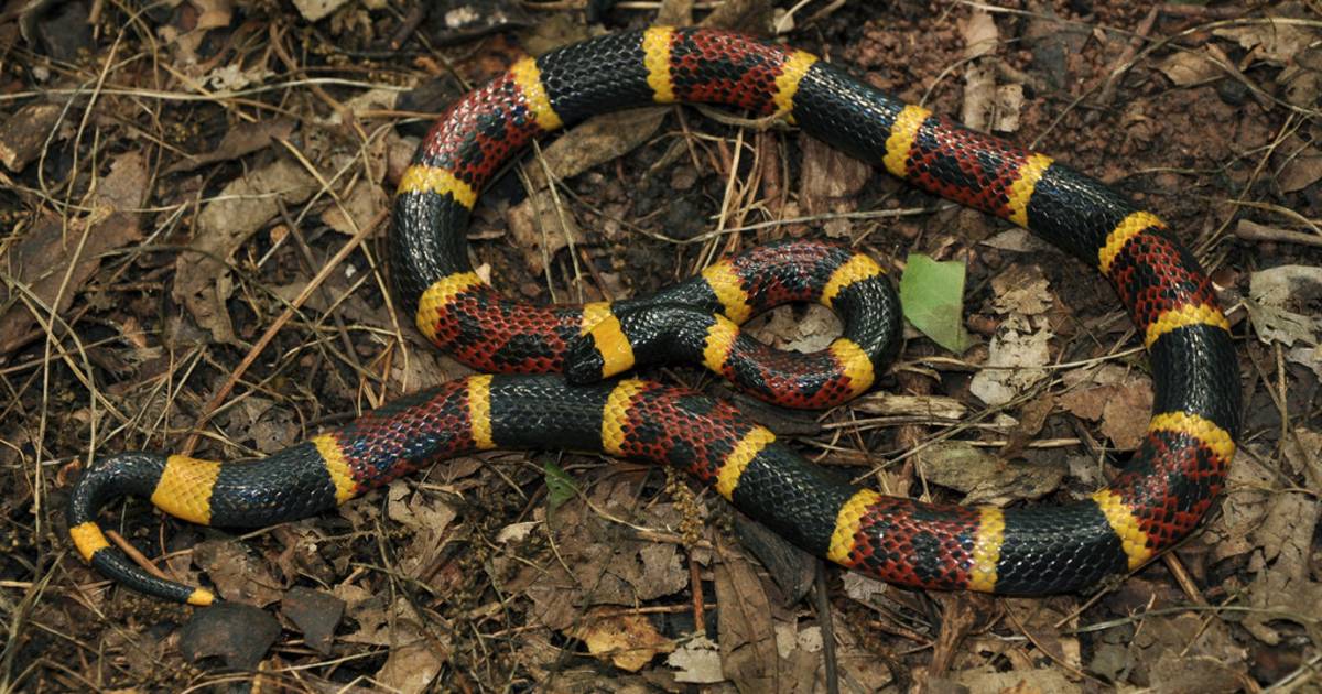 Snake Season in Texas - Best Time