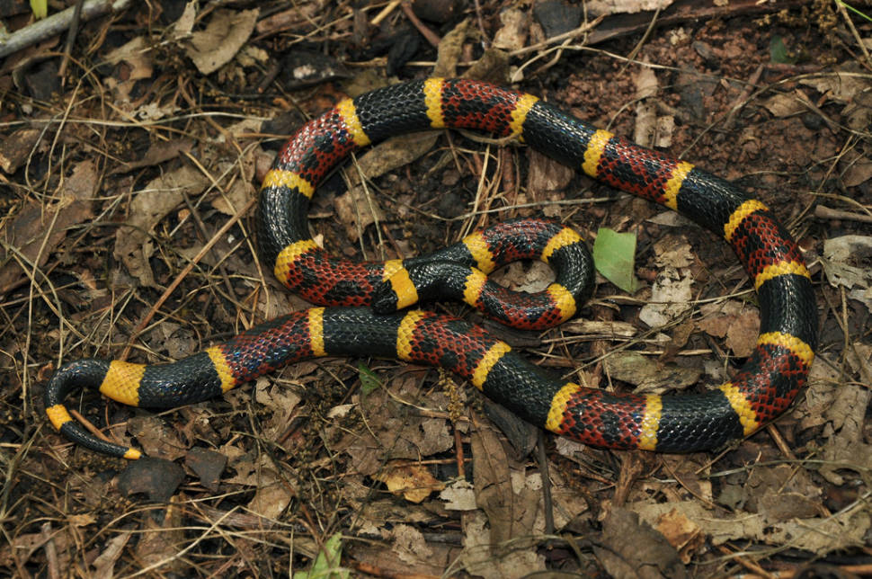 Snake Season in Texas - Best Time
