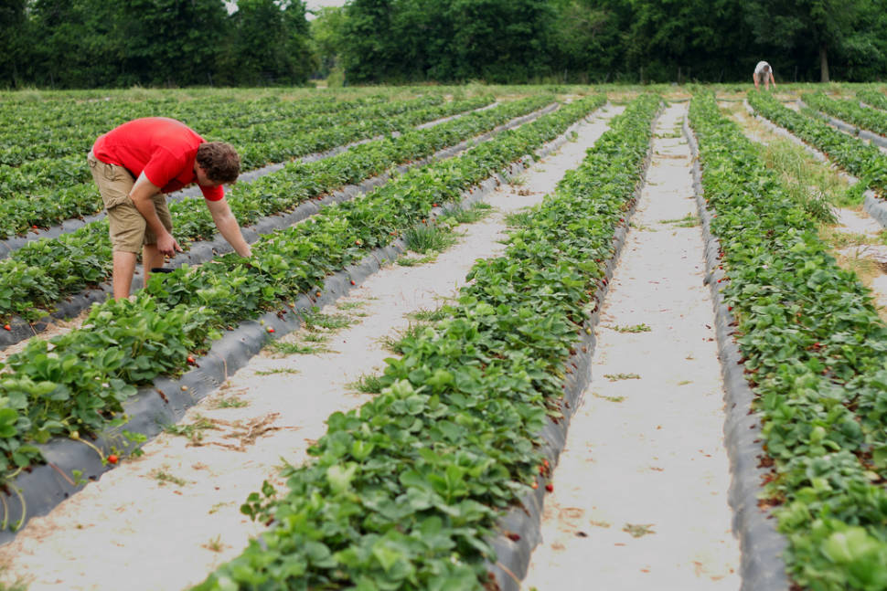 Strawberry fields