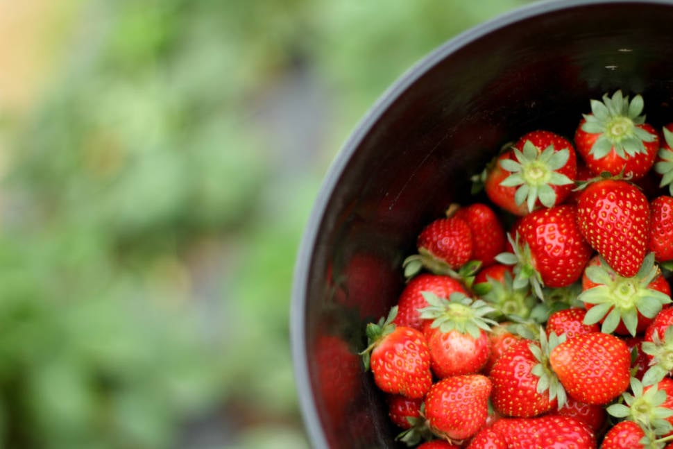 Strawberry Season in Texas - Best Time