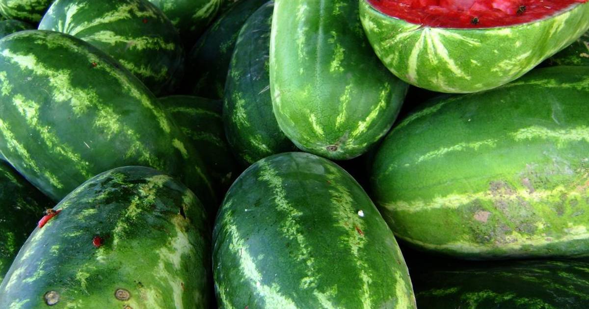 Watermelon in Texas - Best Time