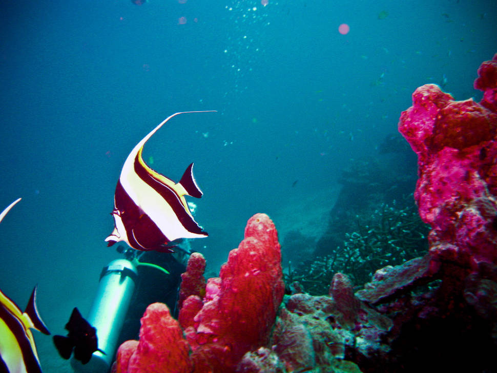 Diving in Thailand - Best Season