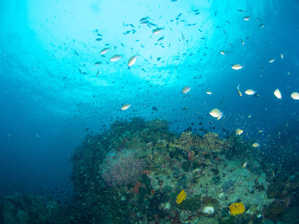Best time for Diving in Thailand