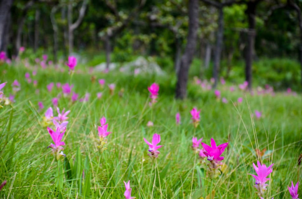 Dok Krachiao Bloom Season in Thailand - Best Season