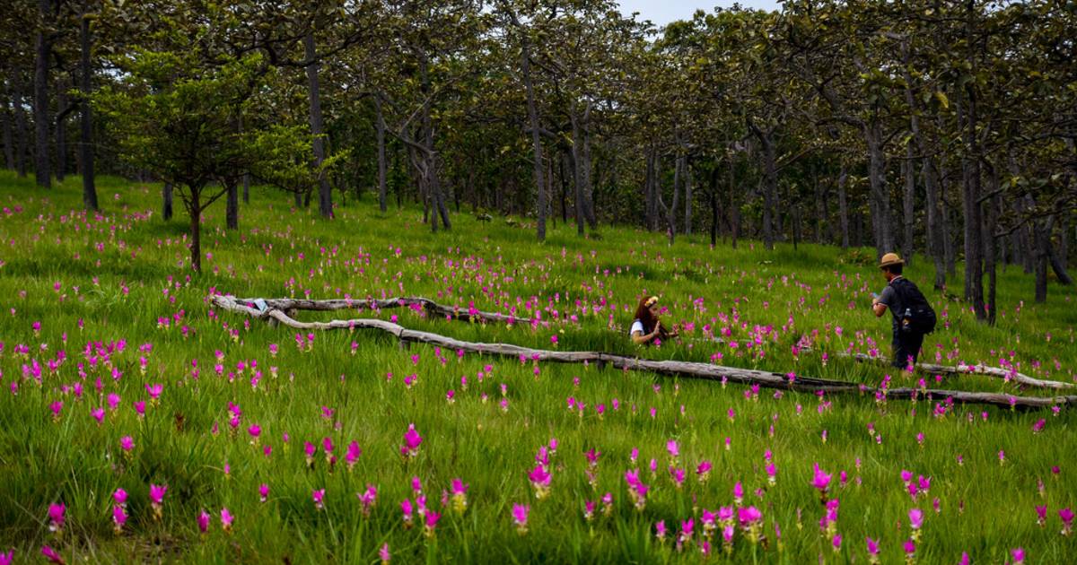 Dok Krachiao Bloom Season in Thailand - Best Time