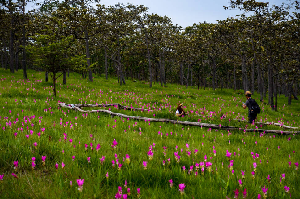 Dok Krachiao Bloom Season in Thailand - Best Time