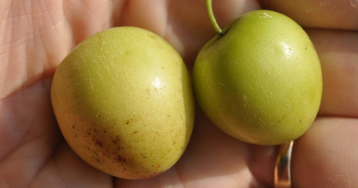 Jujube Season in Thailand - Best Time