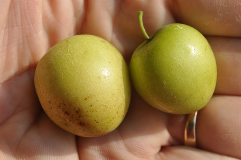 Jujube Season in Thailand - Best Time