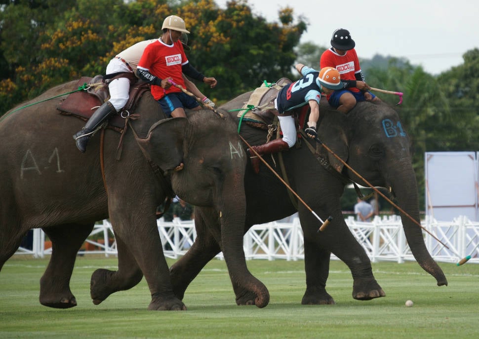 King’s Cup Elephant Polo in Thailand - Best Time
