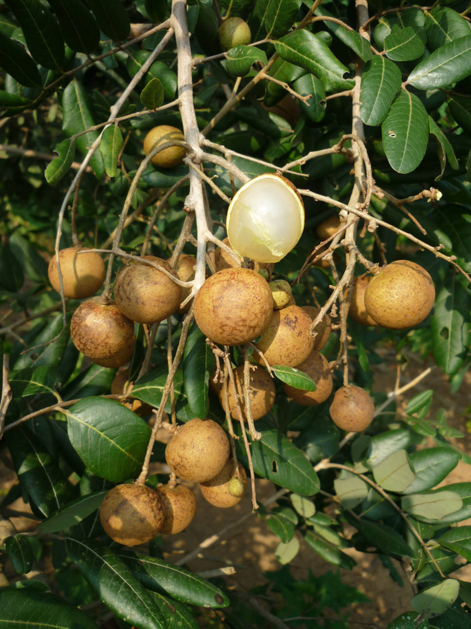 Longan Season in Thailand - Best Season