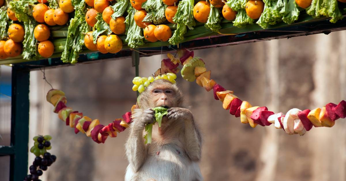 Lopburi Monkey Banquet Festival in Thailand - Best Time
