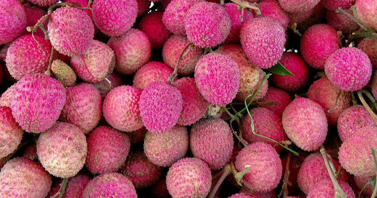 Lychee or Litchi Season in Thailand - Best Time