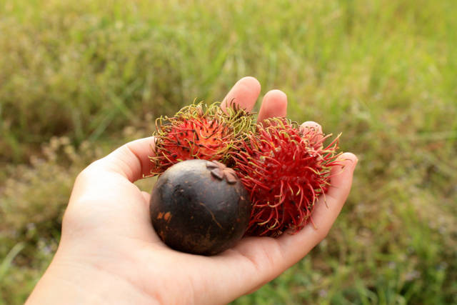 Mangosteen and rambutans