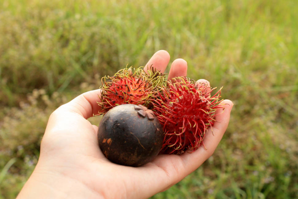 Mangosteen and rambutans