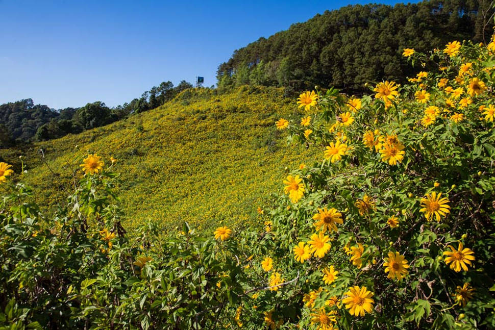 Mexican Sunflowers Bloom in Thailand - Best Season