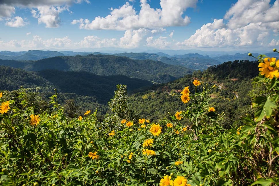 Mexican Sunflowers Bloom in Thailand - Best Time