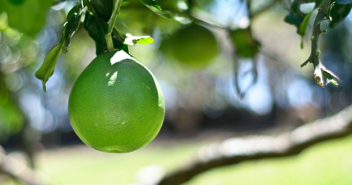 Pomelo Season in Thailand - Best Time