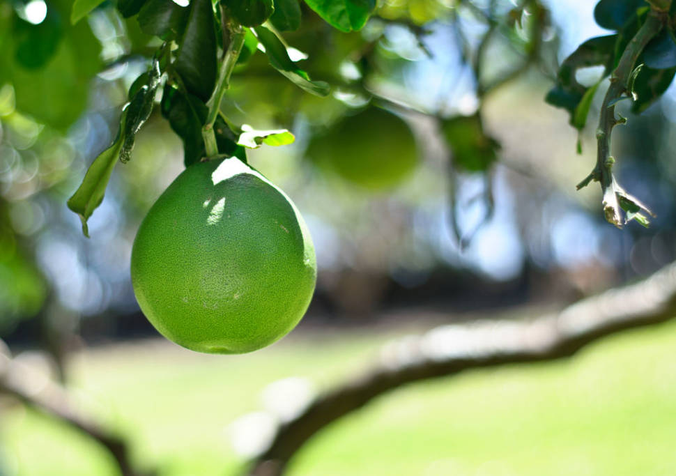 Pomelo Season in Thailand - Best Time