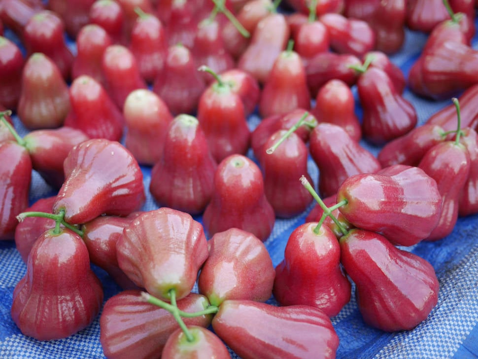 Rose Apple Season in Thailand - Best Time