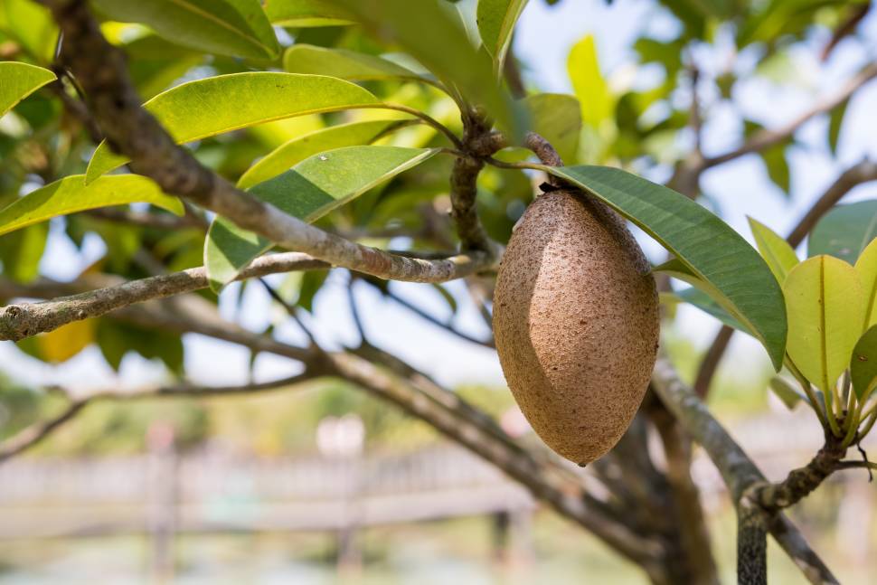 Sapodilla Season in Thailand - Best Time