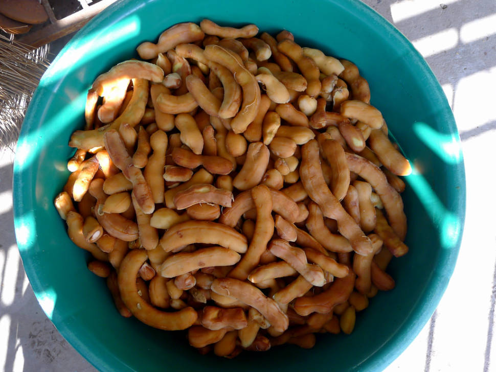 Best time for Tamarind Season in Thailand